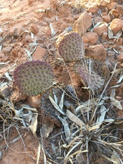Opuntia aurea