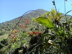 Cyrtochilum serratum