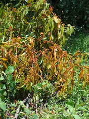 Phoradendron nervosum