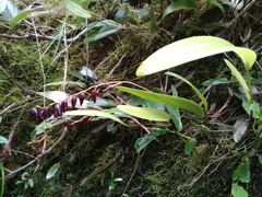 Pleurothallis restrepioides