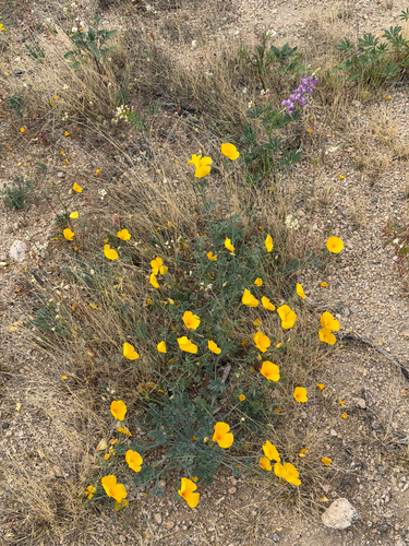 Eschscholzia androuxii (Eschscholzia androuxii)