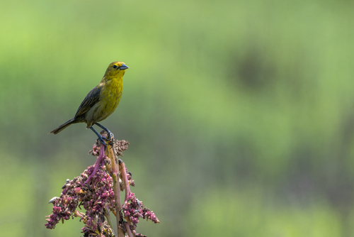 Yellow-hooded Blackbird (Chrysomus icterocephalus), photo 8