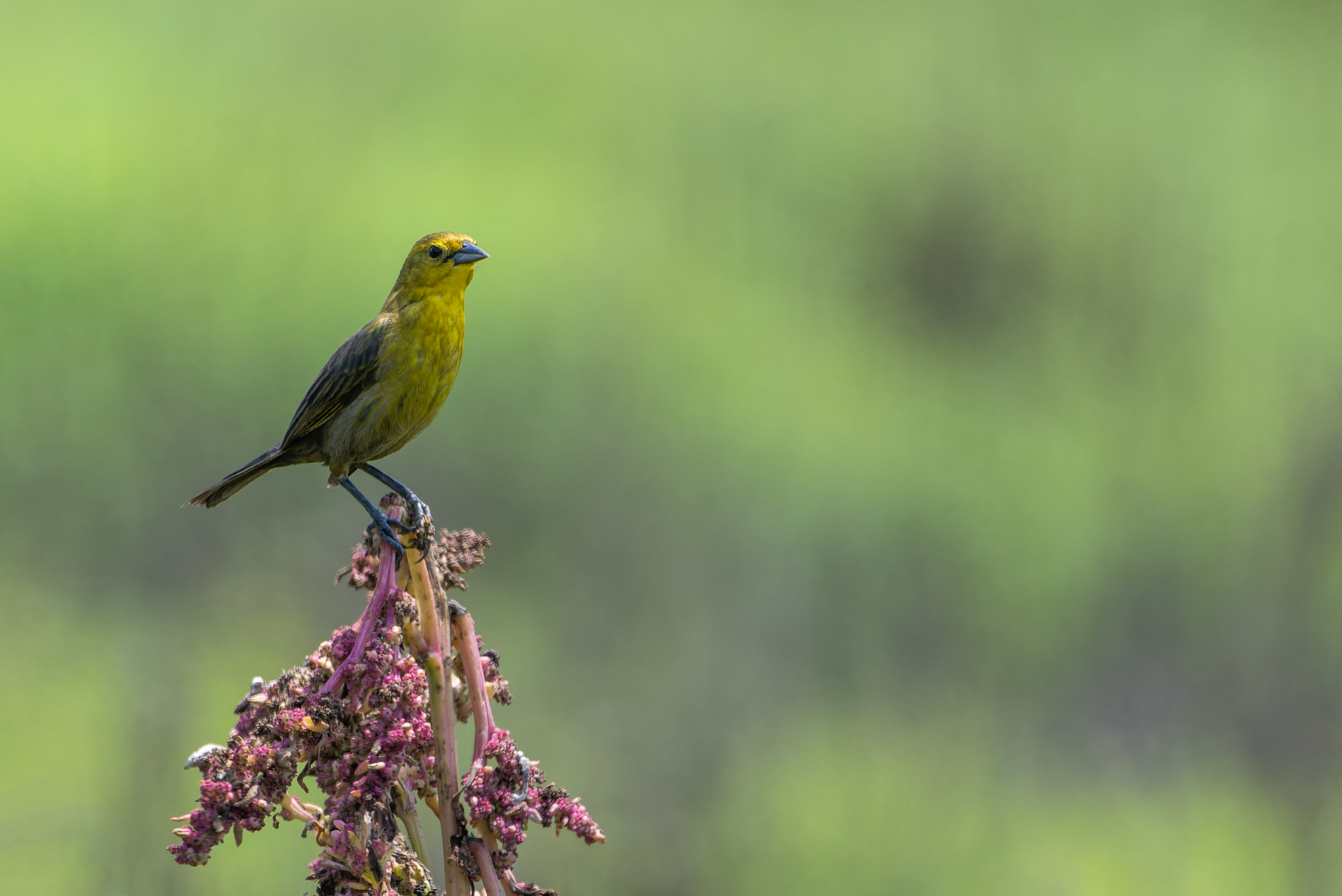 Yellow-hooded Blackbird (Chrysomus icterocephalus), photo 8