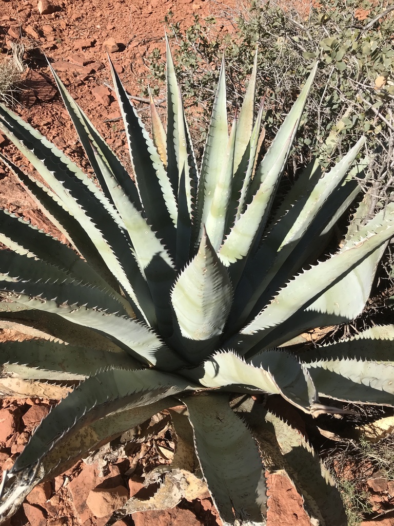 Agave verdensis, Arizona, US