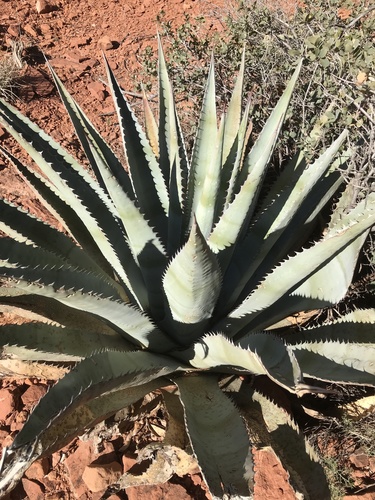 Verde Valley Agave (Agave verdensis)