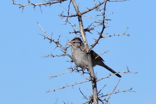 Rufous-winged Sparrow (Peucaea carpalis), photo 3