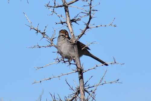 Rufous-winged Sparrow (Peucaea carpalis), photo 4