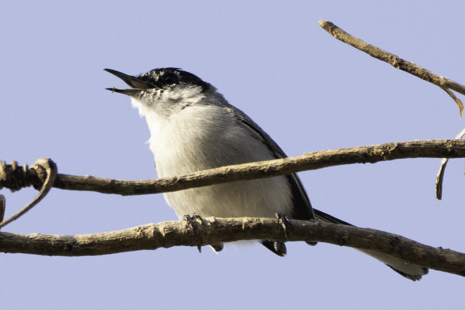 White-lored Gnatcatcher (Polioptila albiloris), photo 3