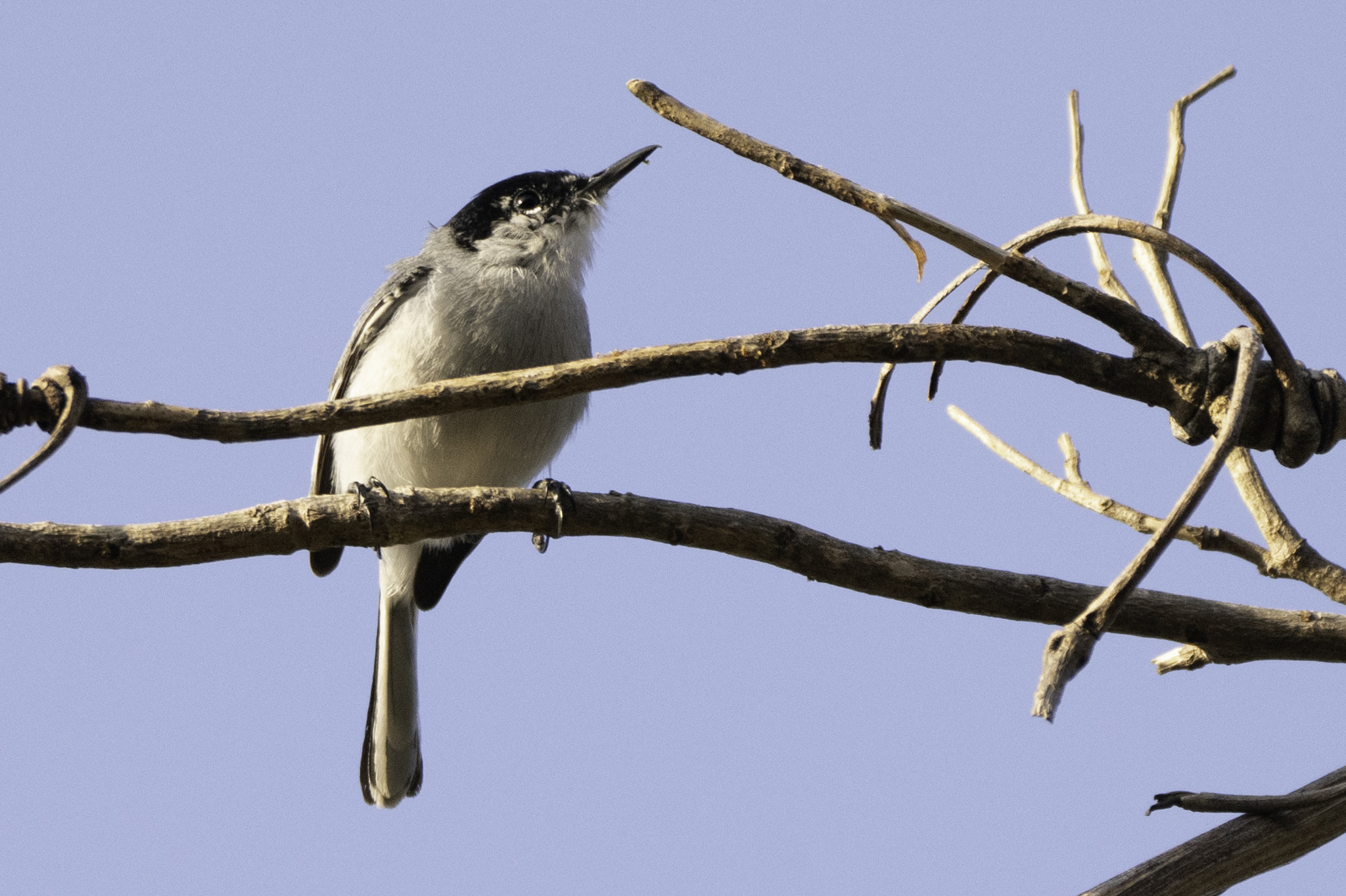White-lored Gnatcatcher (Polioptila albiloris), photo 2