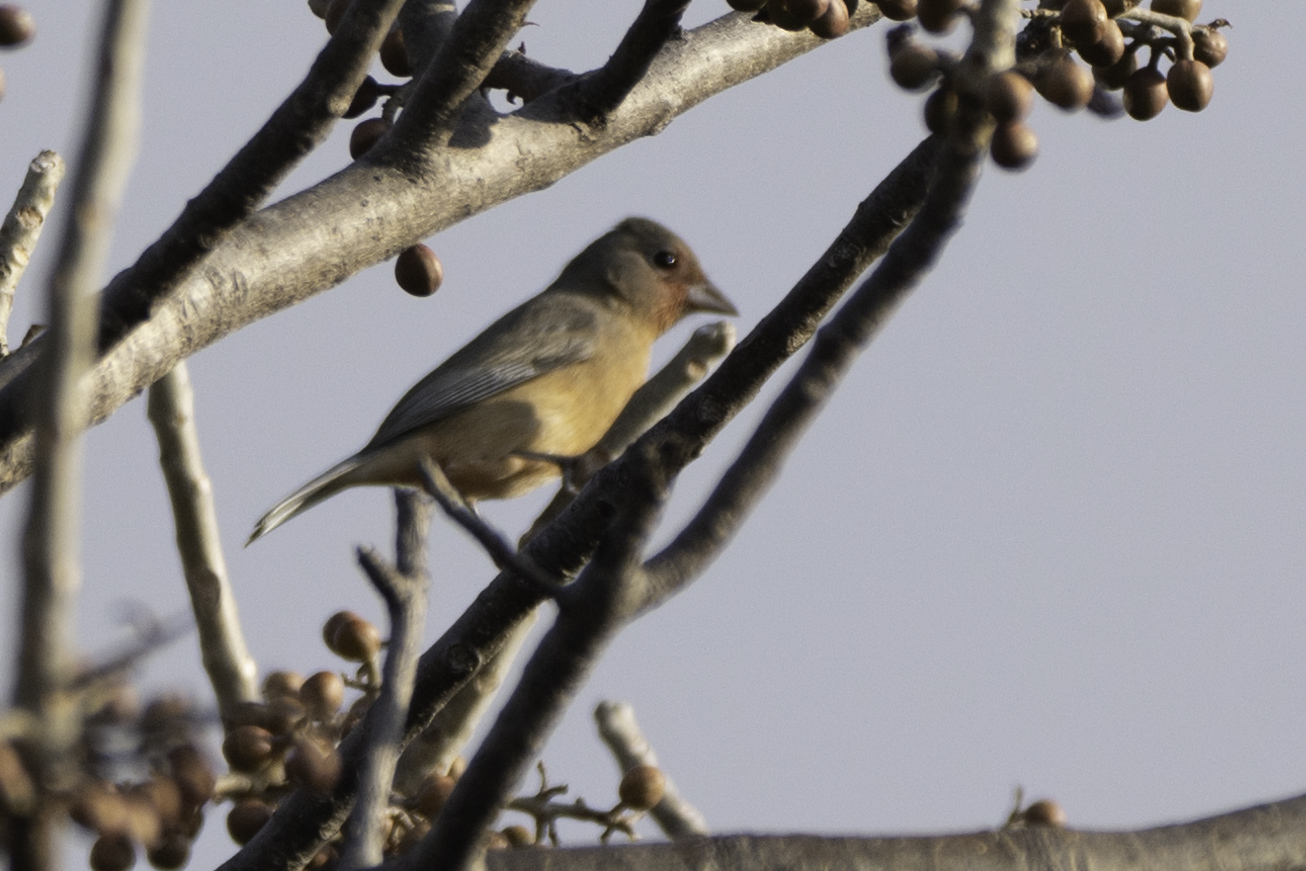 Rose-bellied Bunting (Passerina rositae), photo 1