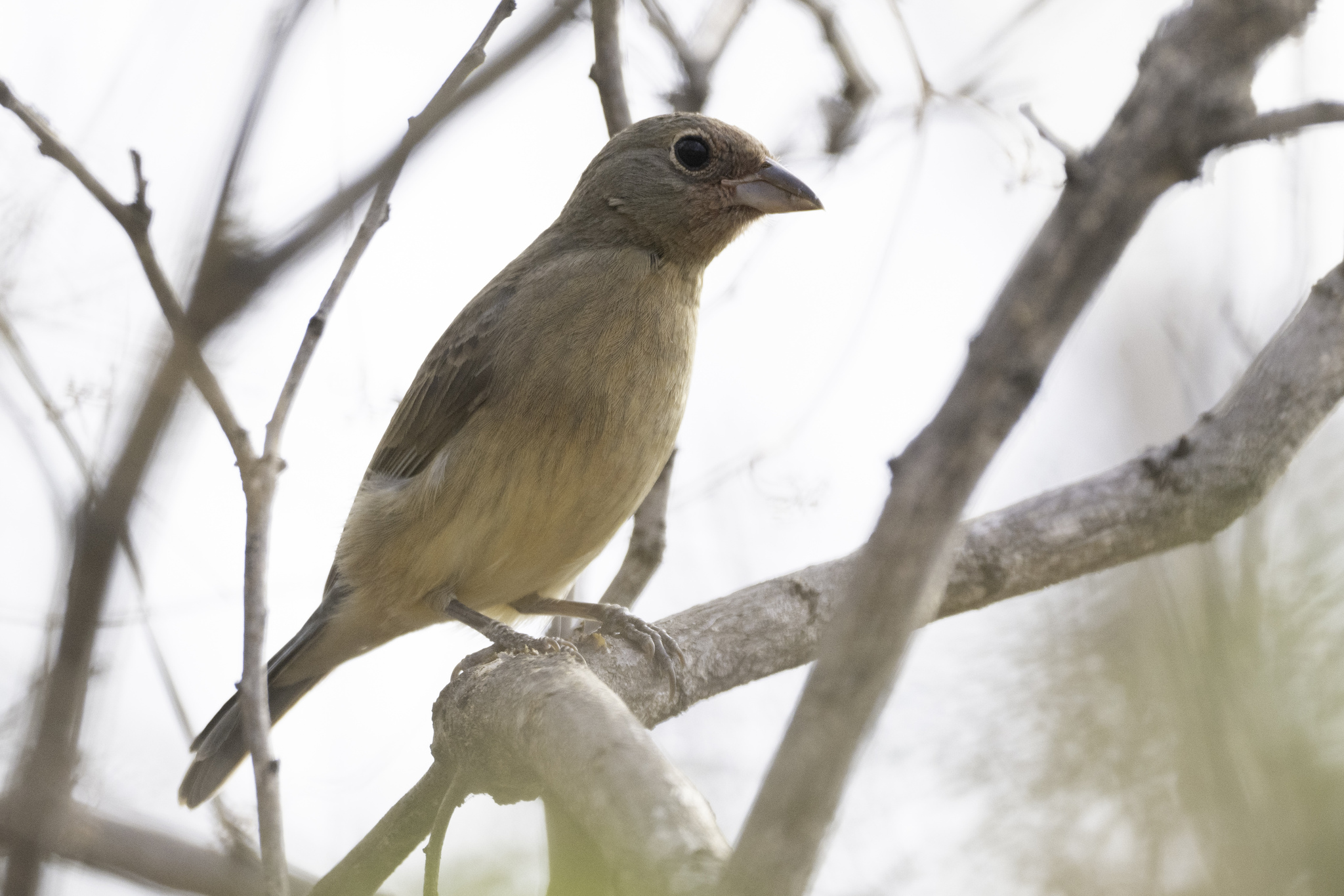 Rose-bellied Bunting (Passerina rositae), photo 2