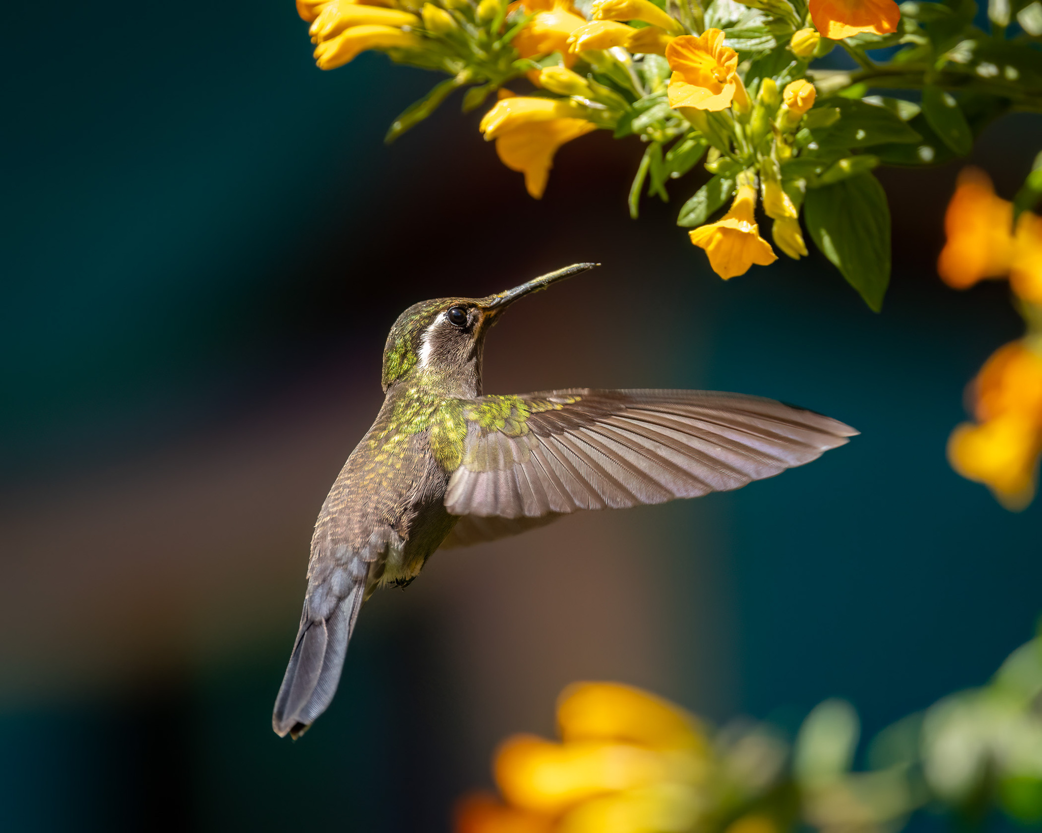 Amethyst-throated Mountaingem (Lampornis amethystinus), photo 2