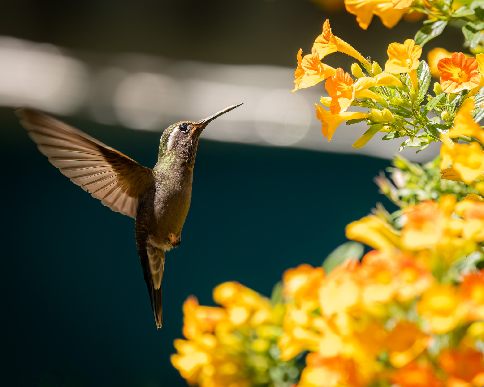 Amethyst-throated Mountaingem (Lampornis amethystinus), photo 3