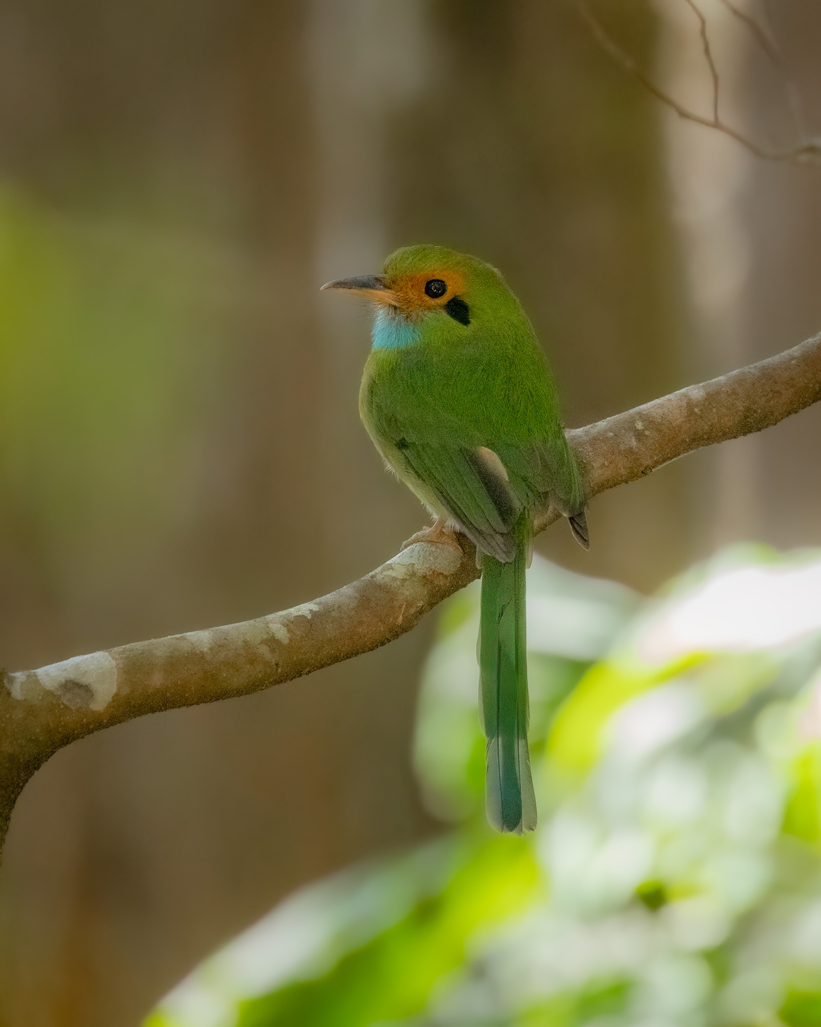 Blue-throated Motmot (Aspatha gularis), photo 2