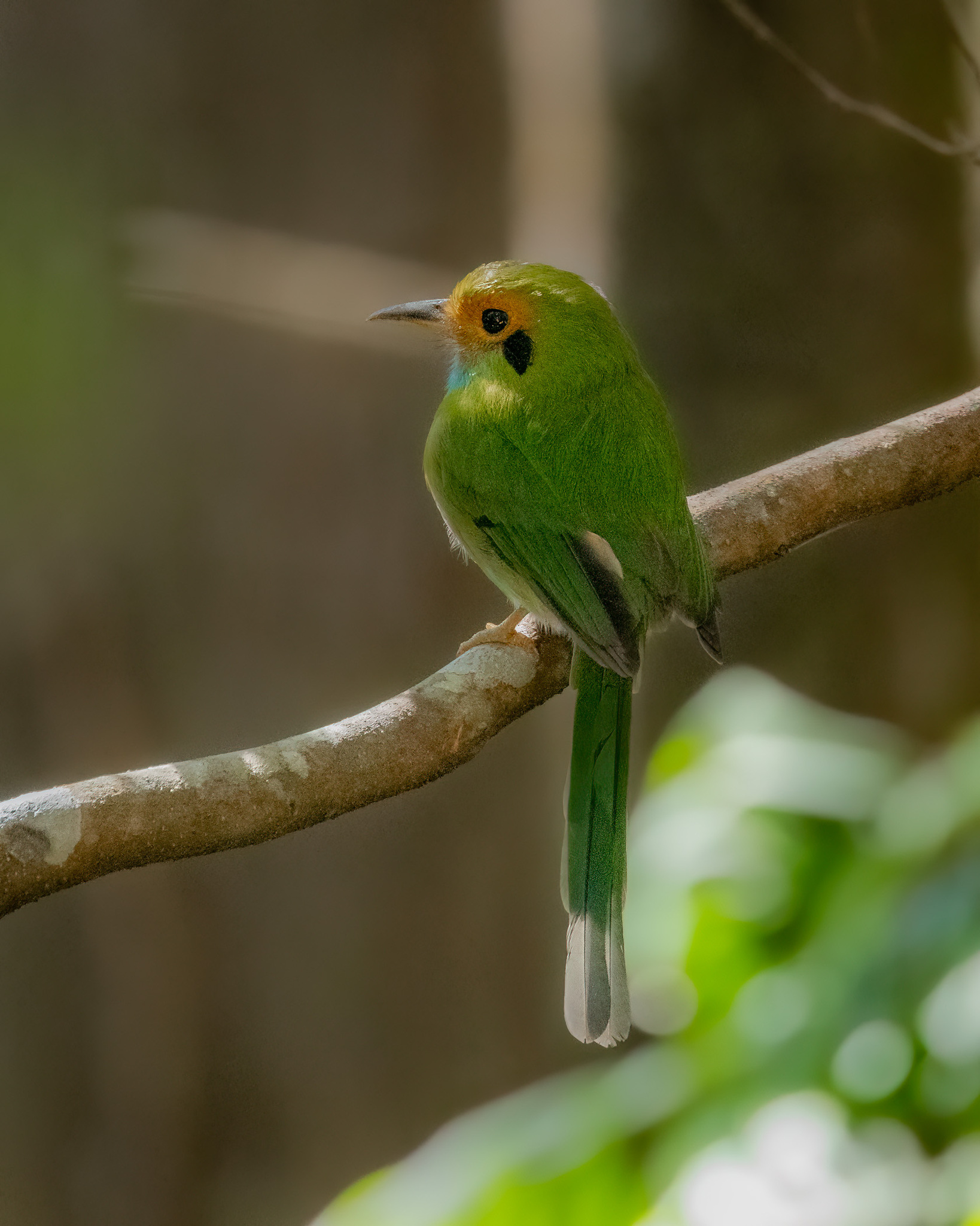 Blue-throated Motmot (Aspatha gularis), photo 3