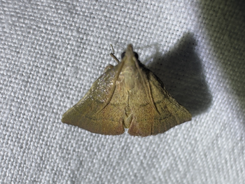 Pachypodistes paralysisalis