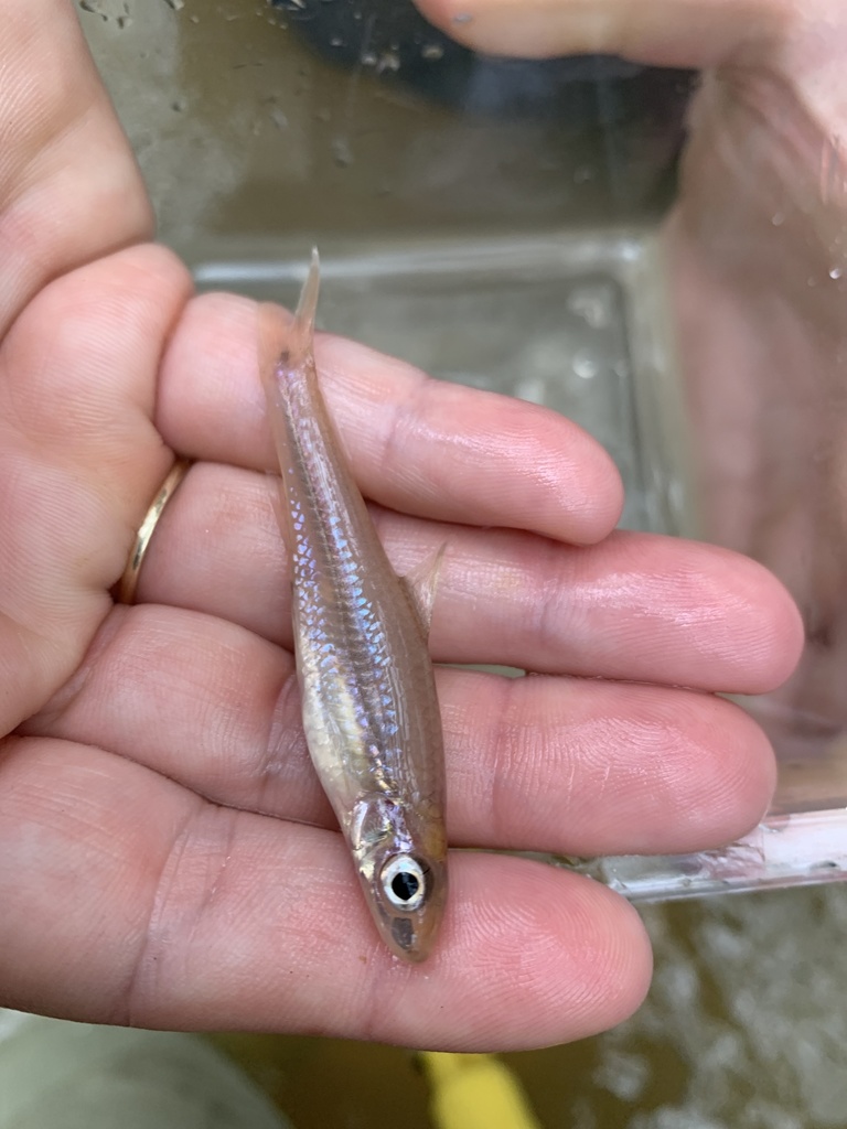 Clear Chub