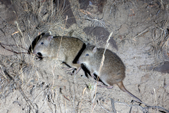 Potorous tridactylus