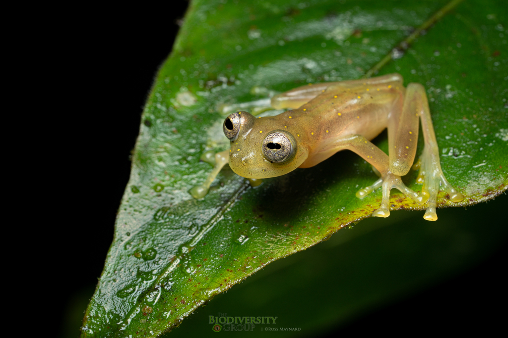 Manduriacu Glassfrog