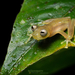 Manduriacu Glassfrog - Photo (c) Ross Maynard, some rights reserved (CC BY-NC), uploaded by Ross Maynard