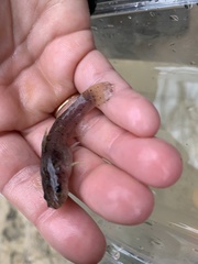 Noturus leptacanthus