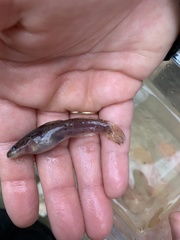 Noturus leptacanthus