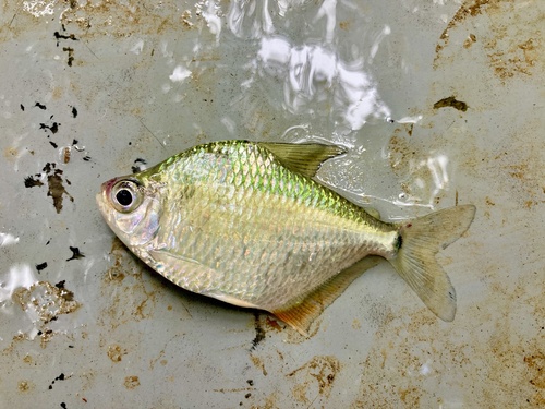Silver tetra (Tetragonopterus argenteus) — Characidae
