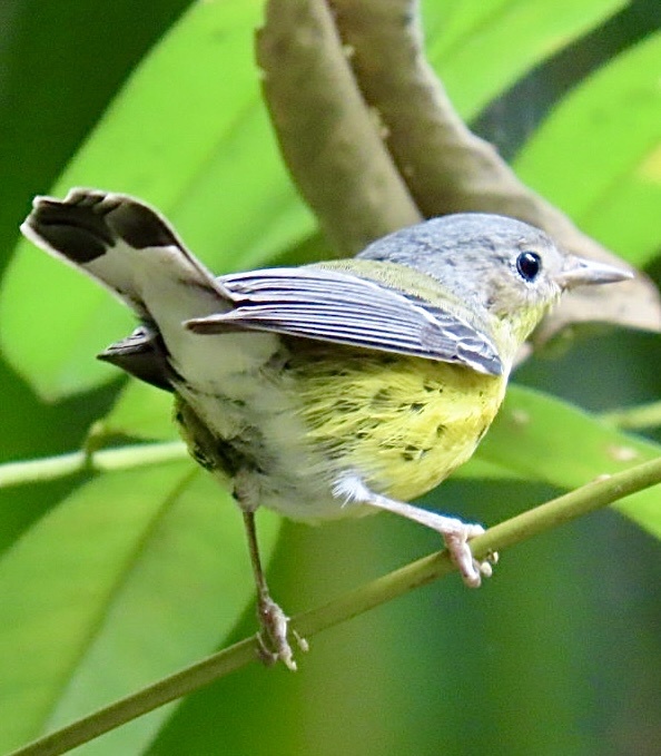 Magnolia Warbler (Setophaga magnolia), photo 8