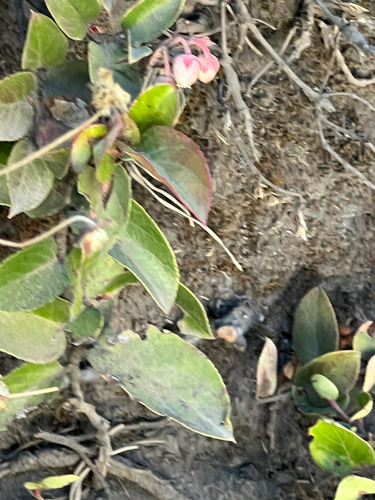 Gaultheria erecta, photograph 5