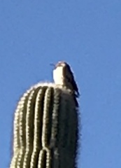 Campylorhynchus brunneicapillus