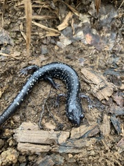 Plethodon grobmani
