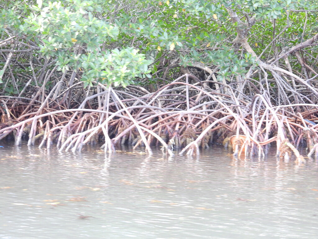 red mangrove from Mangrove Sneak Through, Guanaja, Is…