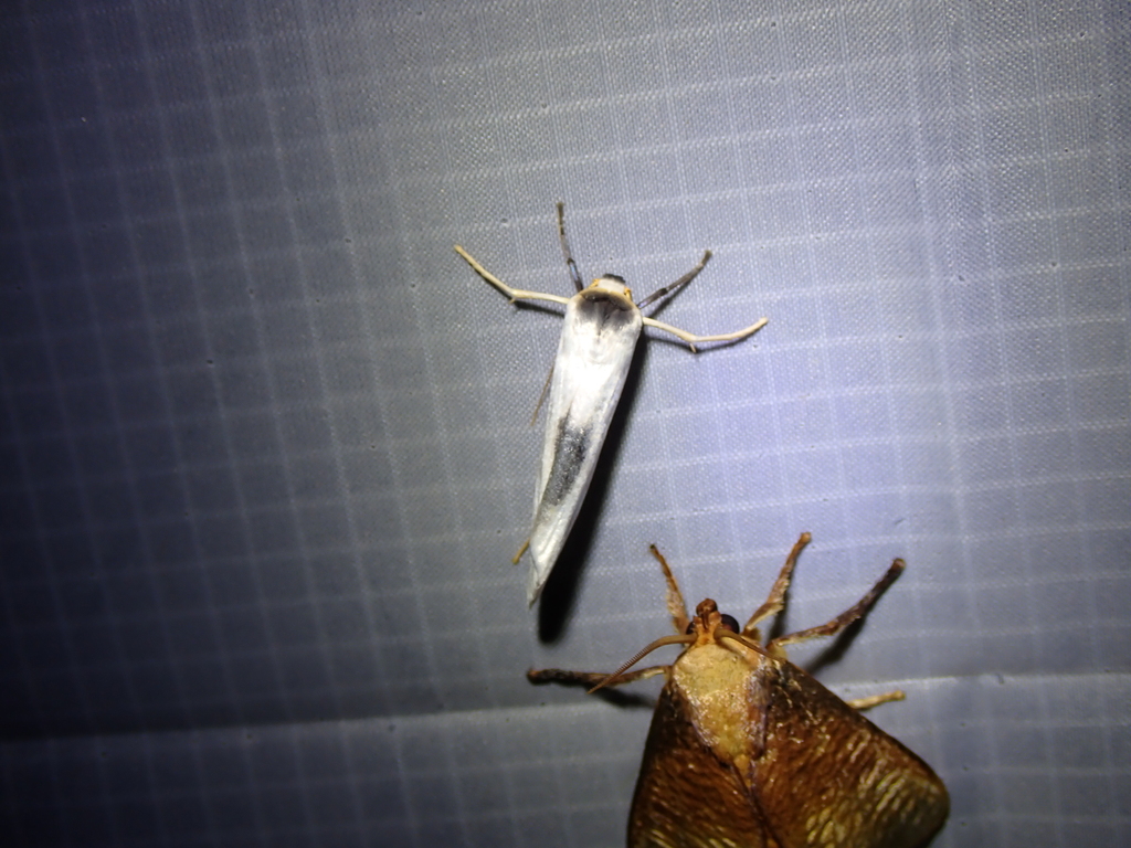 Agylla argentifera