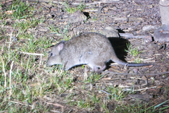 Potorous tridactylus