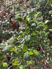 Ribes viburnifolium
