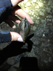 Potamilus fragilis
