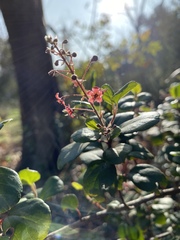 Ribes viburnifolium