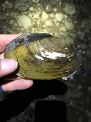 Potamilus fragilis