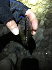 Potamilus fragilis