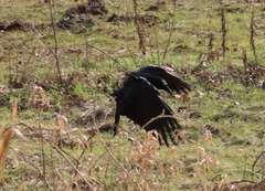 Corvus brachyrhynchos caurinus