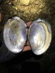 Potamilus fragilis