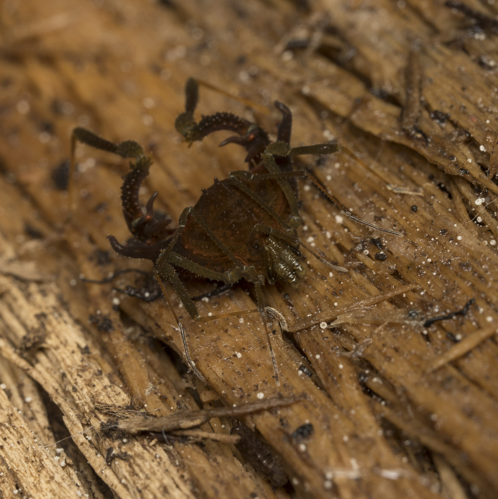 Neogonyleptes chilensis