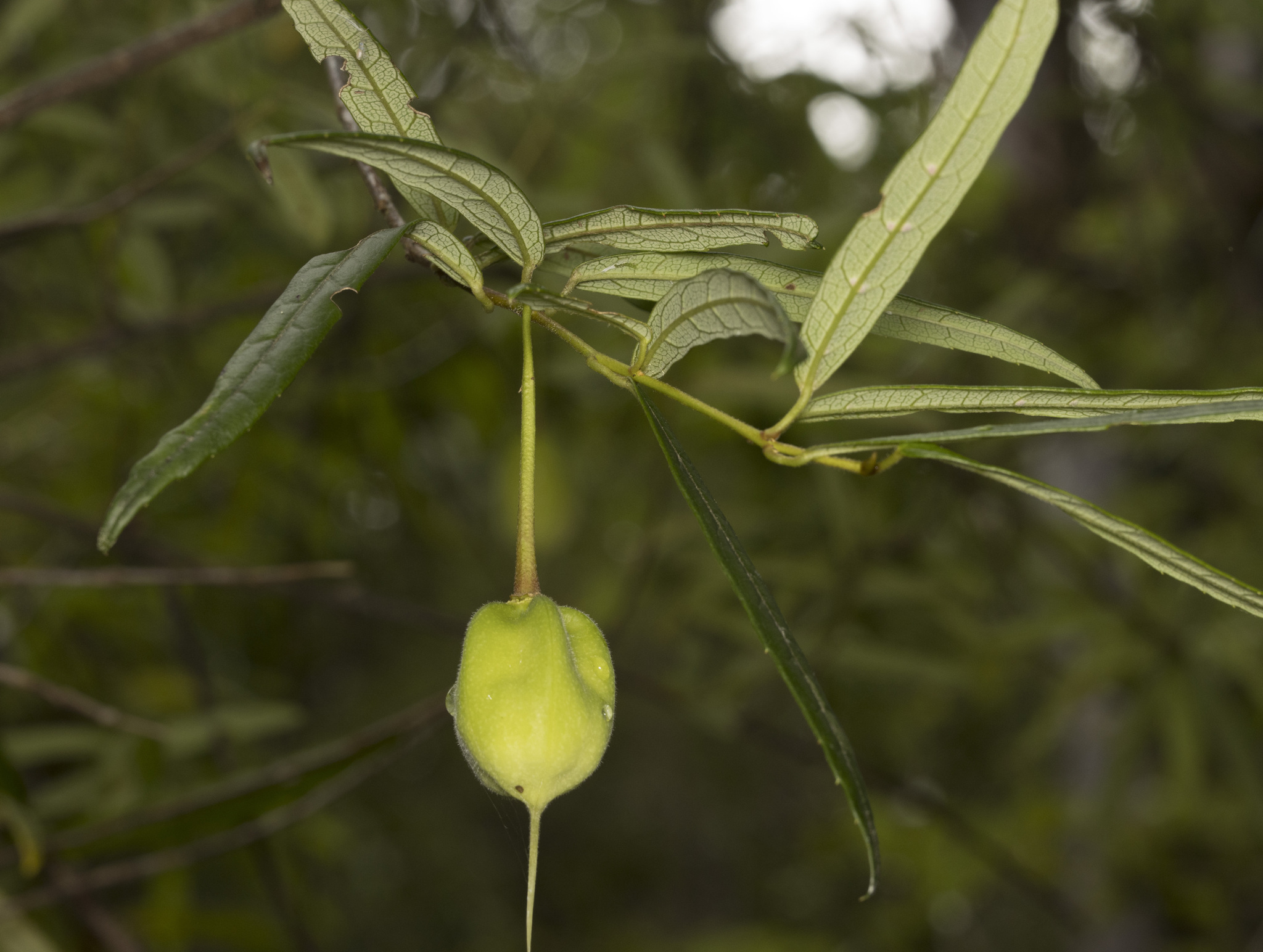 Lanterntree (Crinodendron hookerianum)