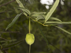 Crinodendron hookerianum, photograph (c) Pablo Silva, some rights reserved (CC BY)