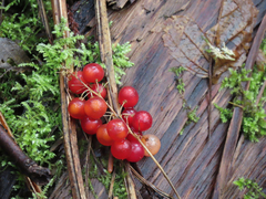 Maianthemum dilatatum