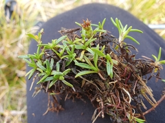 Abrotanella caespitosa