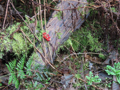 Maianthemum dilatatum