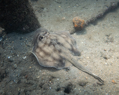 Urobatis concentricus