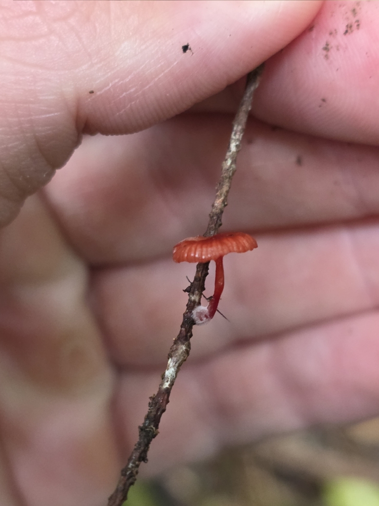 Cruentomycena viscidocruenta · February 2026 · photo: © forrest00 (iNaturalist, cc0)