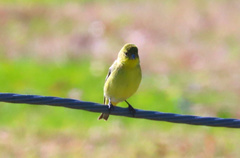 Spinus psaltria